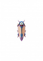 VIOLET-CLICK-BEETLE_PRODUCT-PICTURE-571x800