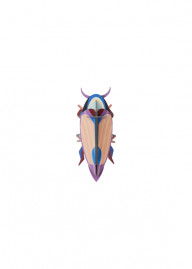 Small Insects Violet Click Beetle
