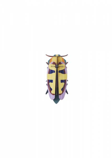 MANGO-FLOWER-BEETLE_PRODUCT-PICTURE-copy-571x800