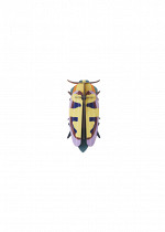 MANGO-FLOWER-BEETLE_PRODUCT-PICTURE-copy-571x800