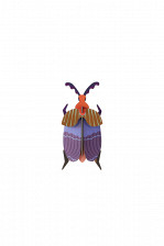 QUEEN-BEETLE-534x800