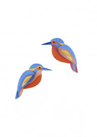 Garden Bird Kingfishers